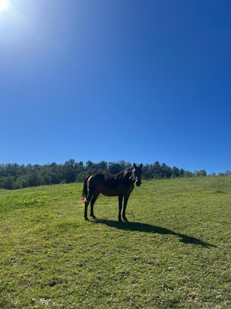 Appartamento Casa Di Giulia Con Soggiorno E Cucina, Camera Matrimoniale Con Tetto A Vista E Grande Parco Circostante Serravalle d'Asti Esterno foto